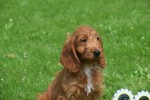 Cockapoo (teef) 18847