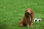 Cockapoo (teef) 18847