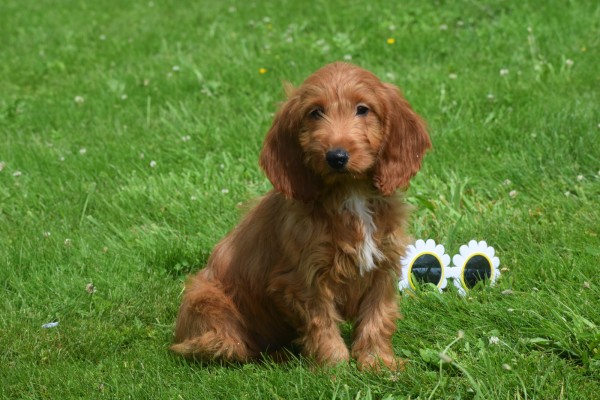 Cockapoo (teef) 18847
