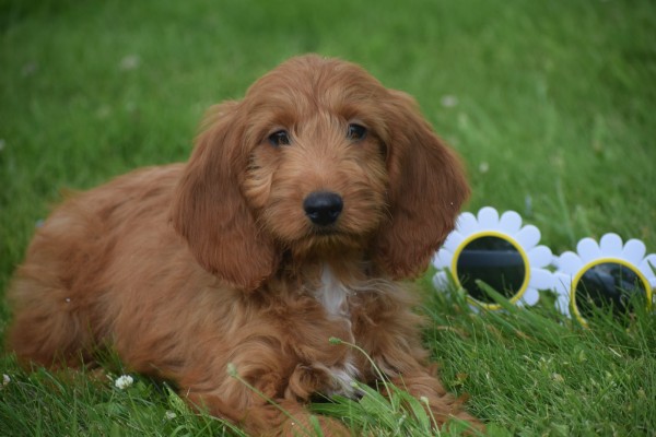 Cockapoo (teef) 18847
