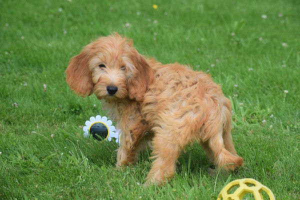 Cockapoo(teef) 19027