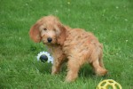 Cockapoo(teef) 19027