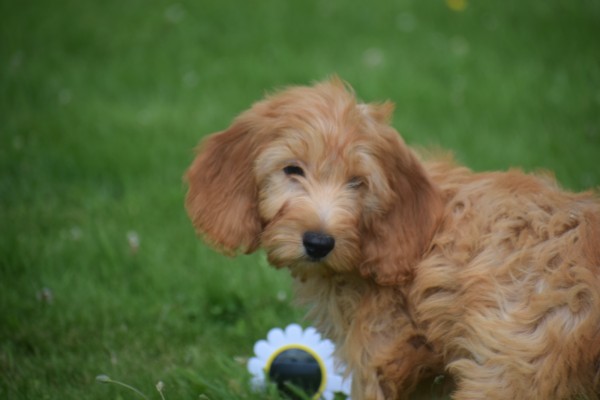 Cockapoo(teef) 19027