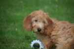 Cockapoo(teef) 19027