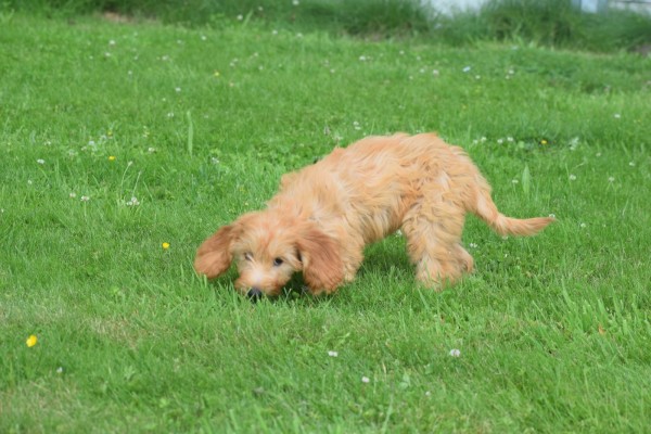 Cockapoo(teef) 19027