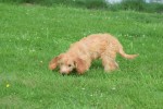 Cockapoo(teef) 19027