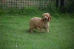 Cockapoo(teef) 19027