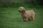 Cockapoo(teef) 19027