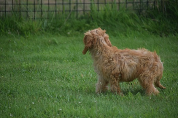 Cockapoo(teef) 19027