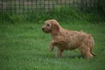Cockapoo(teef) 19027