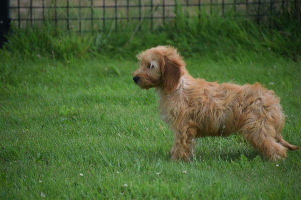 Cockapoo(teef) 19027