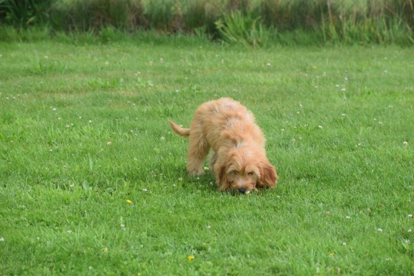 Cockapoo(teef) 19027
