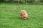 Cockapoo(teef) 19027