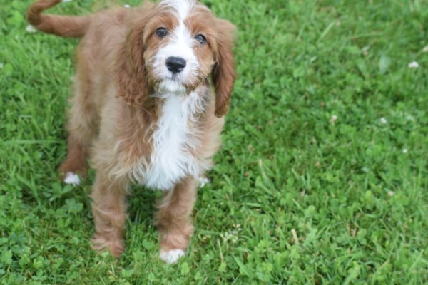 Cavapoo (teef) 17687