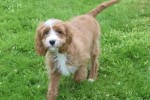 Cavapoo (teef) 17687