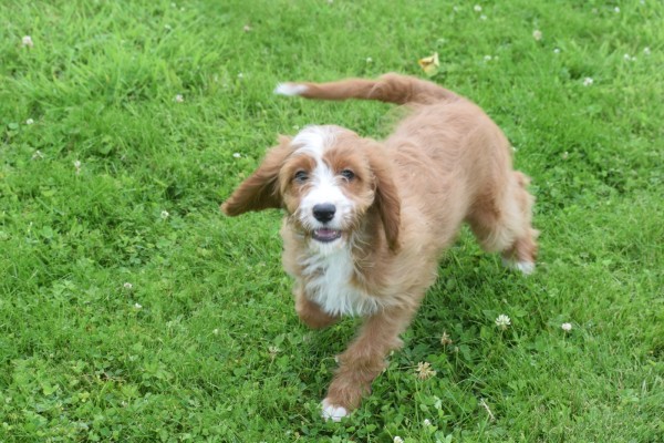 Cavapoo (teef) 17687