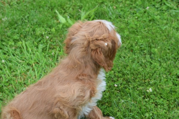 Cavapoo (teef) 17687