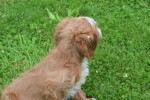 Cavapoo (teef) 17687