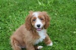 Cavapoo (teef) 17687