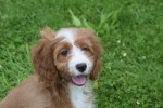 Cavapoo (teef) 17687