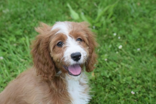 Cavapoo (teef) 17687