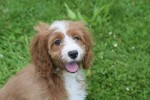 Cavapoo (teef) 17687