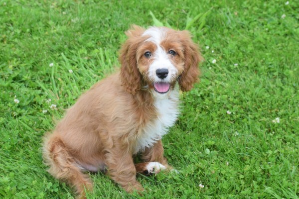 Cavapoo (teef) 17687