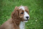Cavapoo (teef) 17687