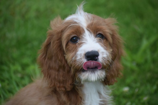 Cavapoo (teef) 17687