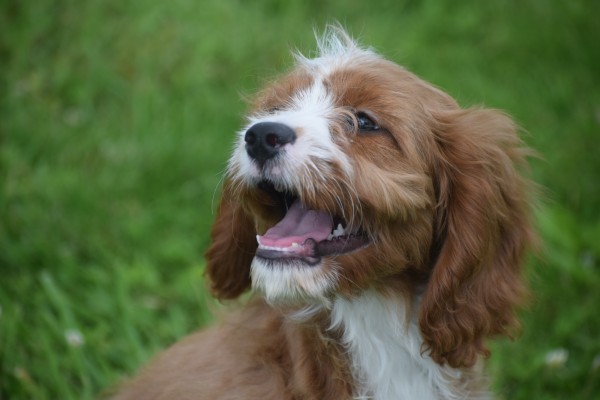 Cavapoo (teef) 17687