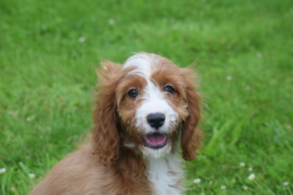 Cavapoo (teef) 17687