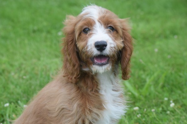 Cavapoo (teef) 17687
