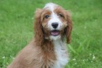 Cavapoo (teef) 17687