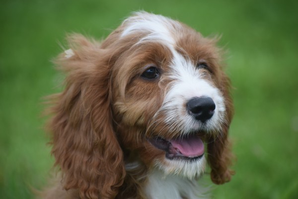 Cavapoo (teef) 17687