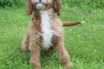 Cavapoo (teef) 17687
