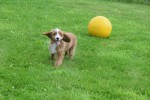 Cavapoo (teef) 17687