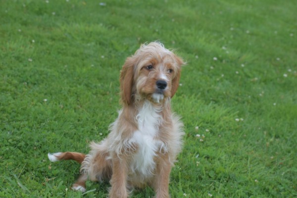 Cavapoo (reu) 17881
