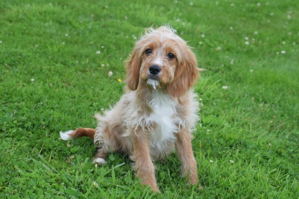 Cavapoo (reu) 17881