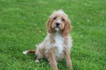 Cavapoo (reu) 17881
