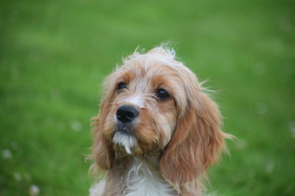 Cavapoo (reu) 17881