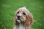 Cavapoo (reu) 17881
