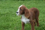 Cavapoo (reu) 19014