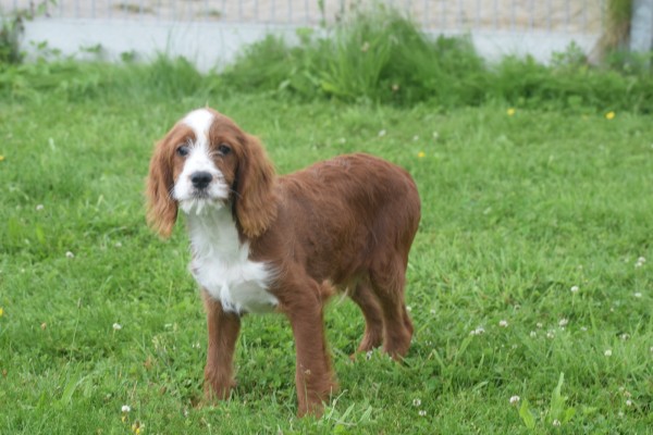 Cavapoo (reu) 19014