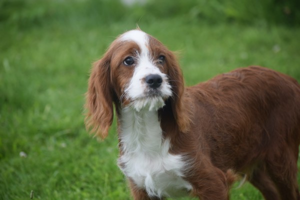 Cavapoo (reu) 19014