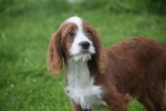 Cavapoo (reu) 19014