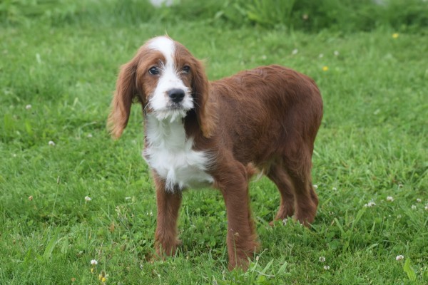 Cavapoo (reu) 19014