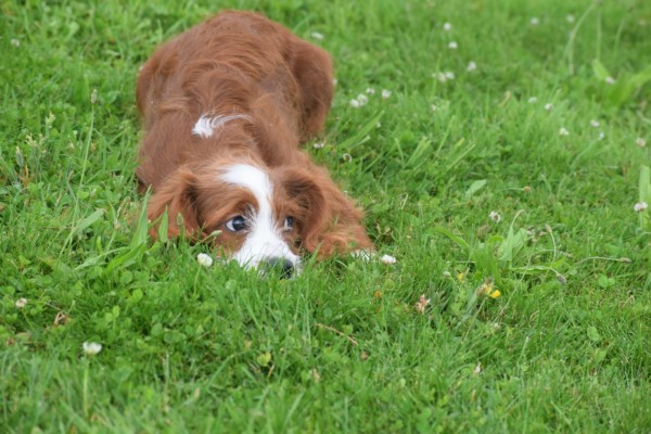 Cavapoo (reu) 19014