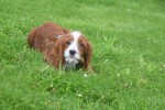 Cavapoo (reu) 19014