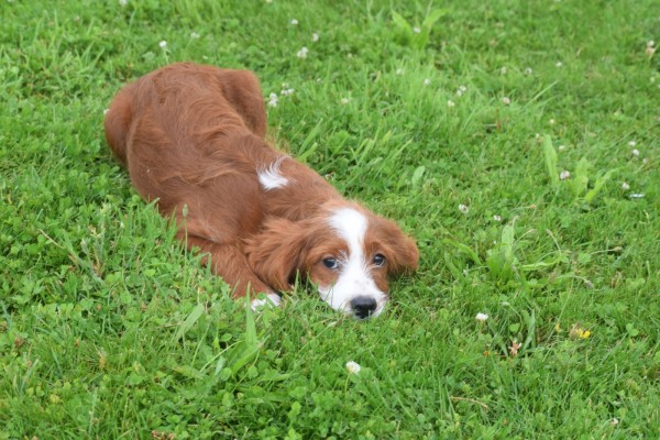 Cavapoo (reu) 19014