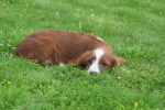 Cavapoo (reu) 19014